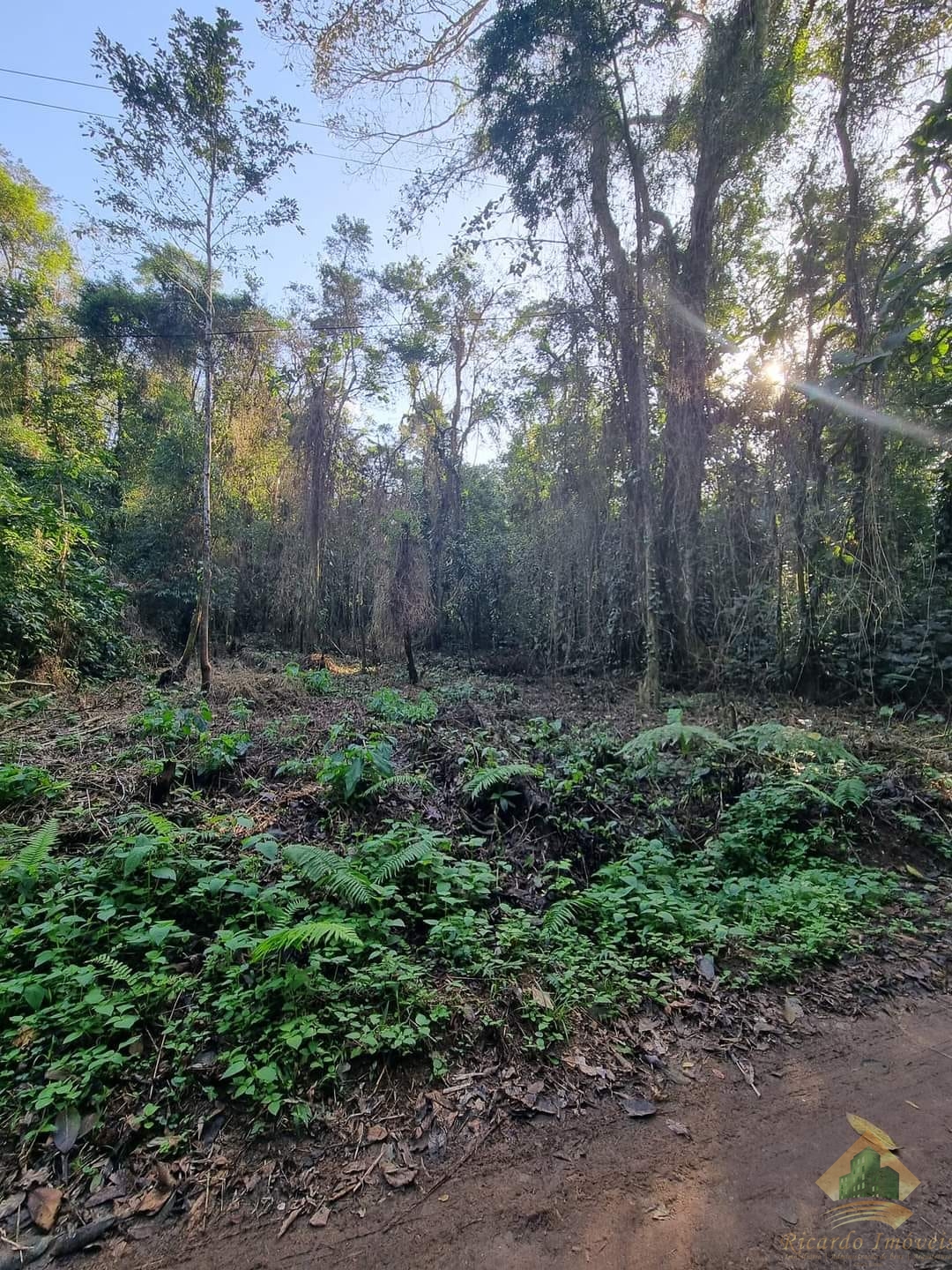 Área Verde no Horto Florestal