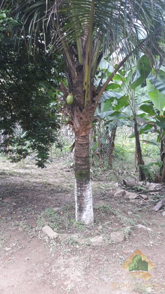Excelente chacara c/ sobrado em meio a natureza a venda na rod osvaldo cruz - horto - ubatuba sp